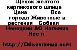 Щенок жёлтого карликового шпица  › Цена ­ 50 000 - Все города Животные и растения » Собаки   . Ненецкий АО,Нельмин Нос п.